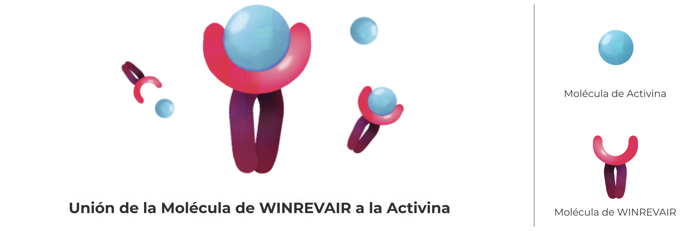 Unión de la Molécula de WINREVAIR a la Activina