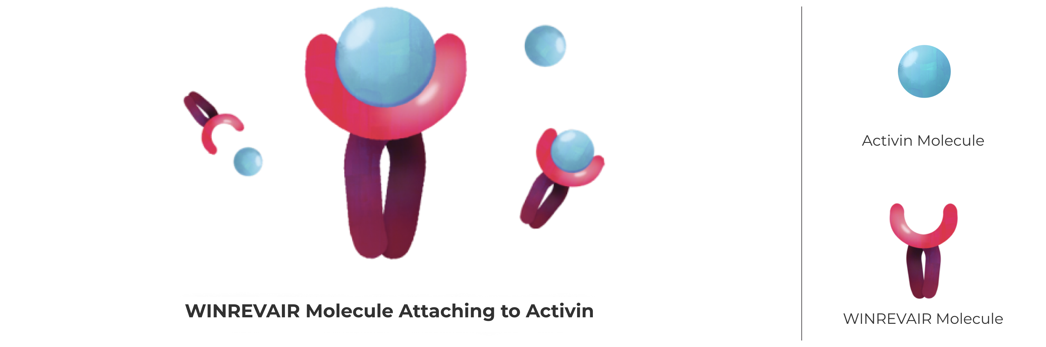 WINREVAIR Directly Targets Excess Activin and Blocks Its Signals. By Blocking Excess Activin Signals, WINREVAIR Helps Control Cell Growth, Improving the Balance in Signaling